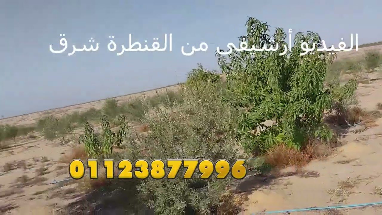 لو عايز مشروع زراعي ناجح بالإسماعيلية💰 أرض خصبة بري نيلي تبدأ من فدان واحد فقط ..  الجزء الثانى