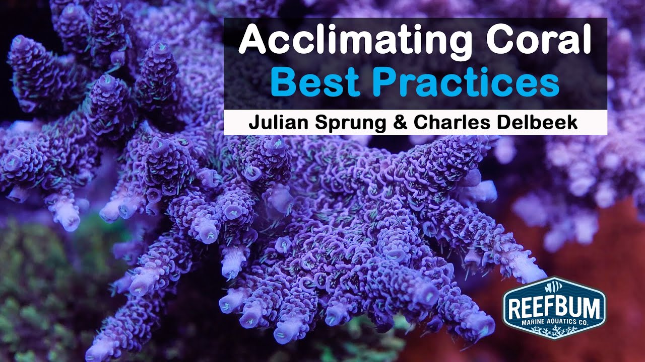 Acclimating Coral - Best Practices: Julian Sprung & Charles Delbeek, Rappin' With ReefBum Sound Bite