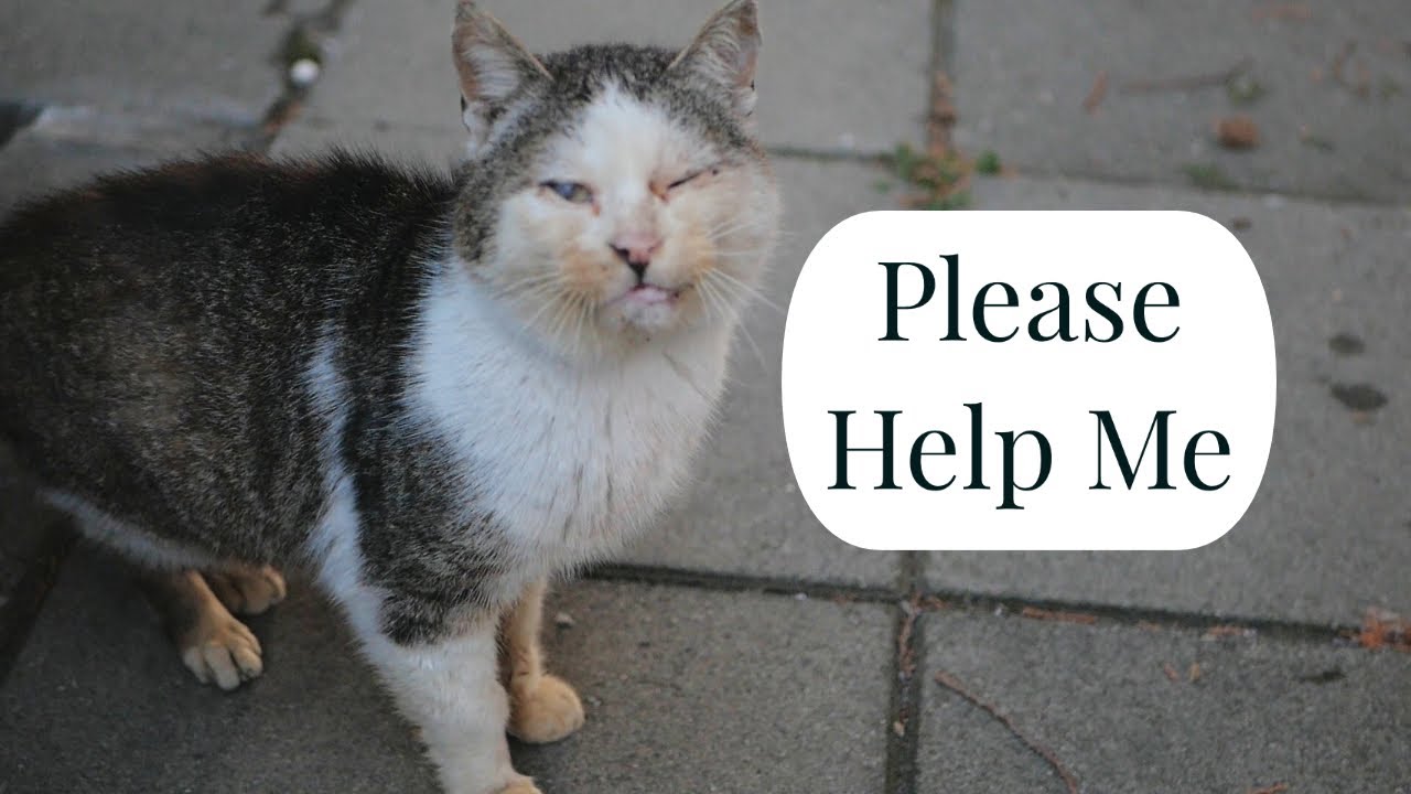 Starving Old Cat Needs A Little Kindness