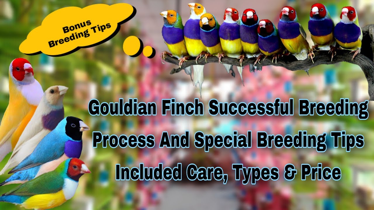 𝐆𝐨𝐮𝐥𝐝𝐢𝐚𝐧 𝐅𝐢𝐧𝐜𝐡 | 𝐒𝐮𝐜𝐜𝐞𝐬𝐬𝐟𝐮𝐥 𝐁𝐫𝐞𝐞𝐝𝐢𝐧𝐠 𝐏𝐫𝐨𝐜𝐞𝐬𝐬 | 𝐒𝐩𝐞𝐜𝐢𝐚𝐥 𝐁𝐫𝐞𝐞𝐝𝐢𝐧𝐠 𝐓𝐢𝐩𝐬 | 𝐂𝐚𝐫𝐞 | 𝐅𝐨𝐨𝐝 | 𝐓𝐲𝐩𝐞𝐬 | 𝐏𝐫𝐢𝐜𝐞