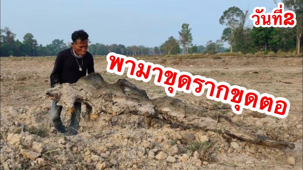 วันนี้พามาชมบรรยากาศขุดรากขุดตอออกจากนาวันที่ 2  อยู่นาดงหนองมะกอก 2/3/2569 | เด่นเดินดง