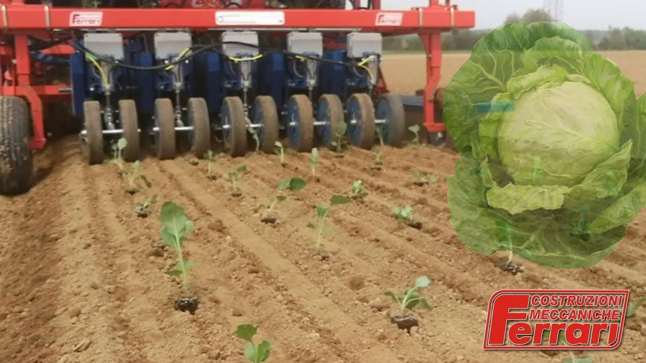 Cabbage Transplanter | Ferrari FastBlock transplanting cabbage