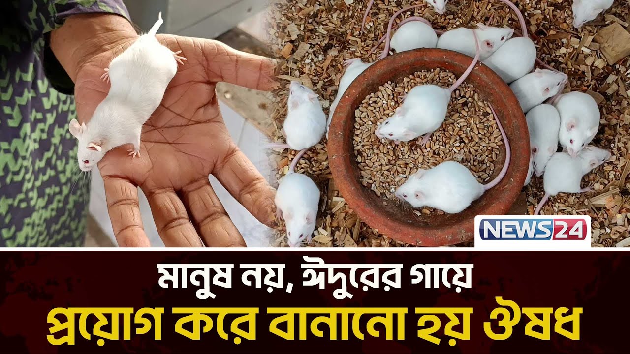 সাদা ইঁদুরের খামার করে লাখপতি ! | Rat Breeding | White Rat | Rat Farming | News24 Special