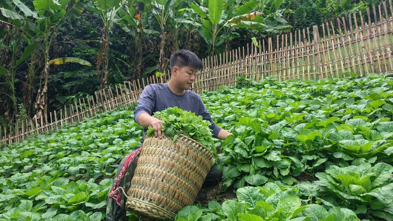 Police Officer Trieu Kang | From Planting to Harvest – Mustard Greens | Wild Life