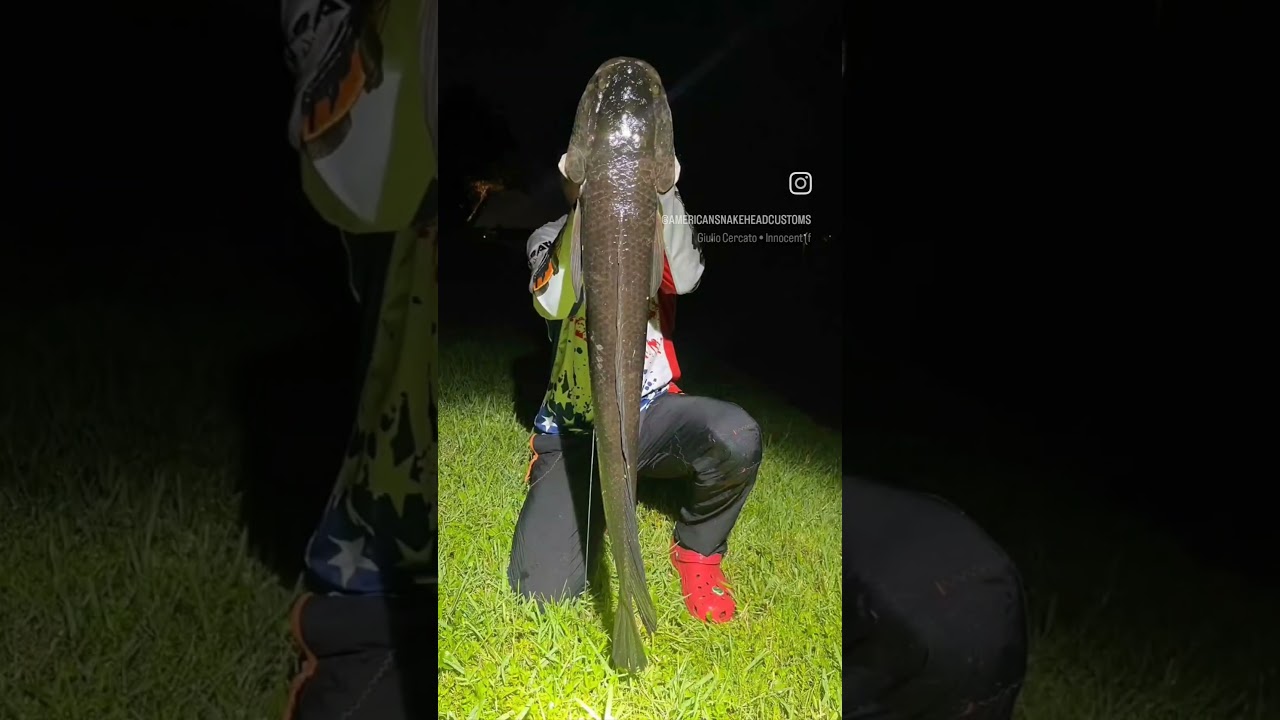 Catching Dragon Snakehead 