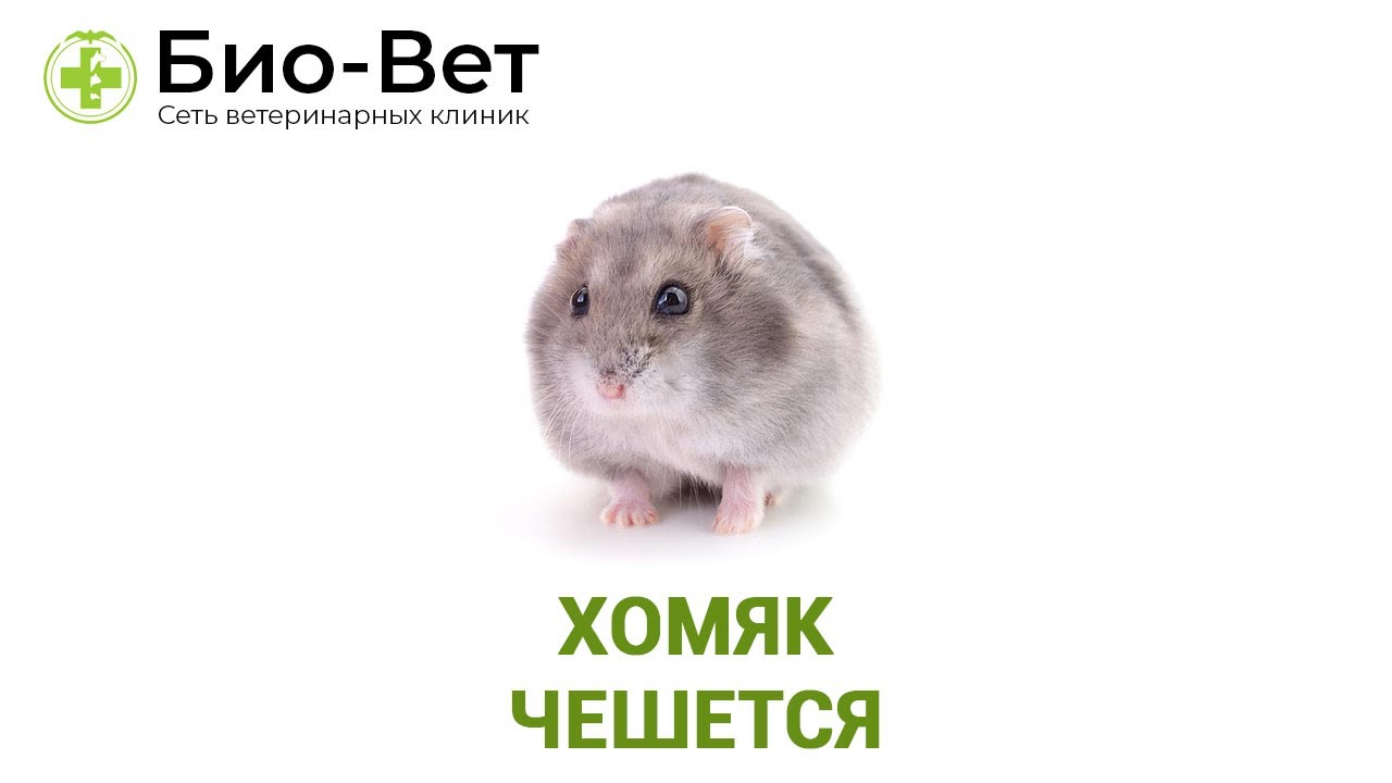 Хомяк чешется. Ветеринарная клиника Био-Вет.