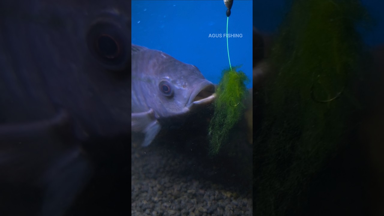 Seperti Ini Cara Ikan Nila Makan Umpan Lumut