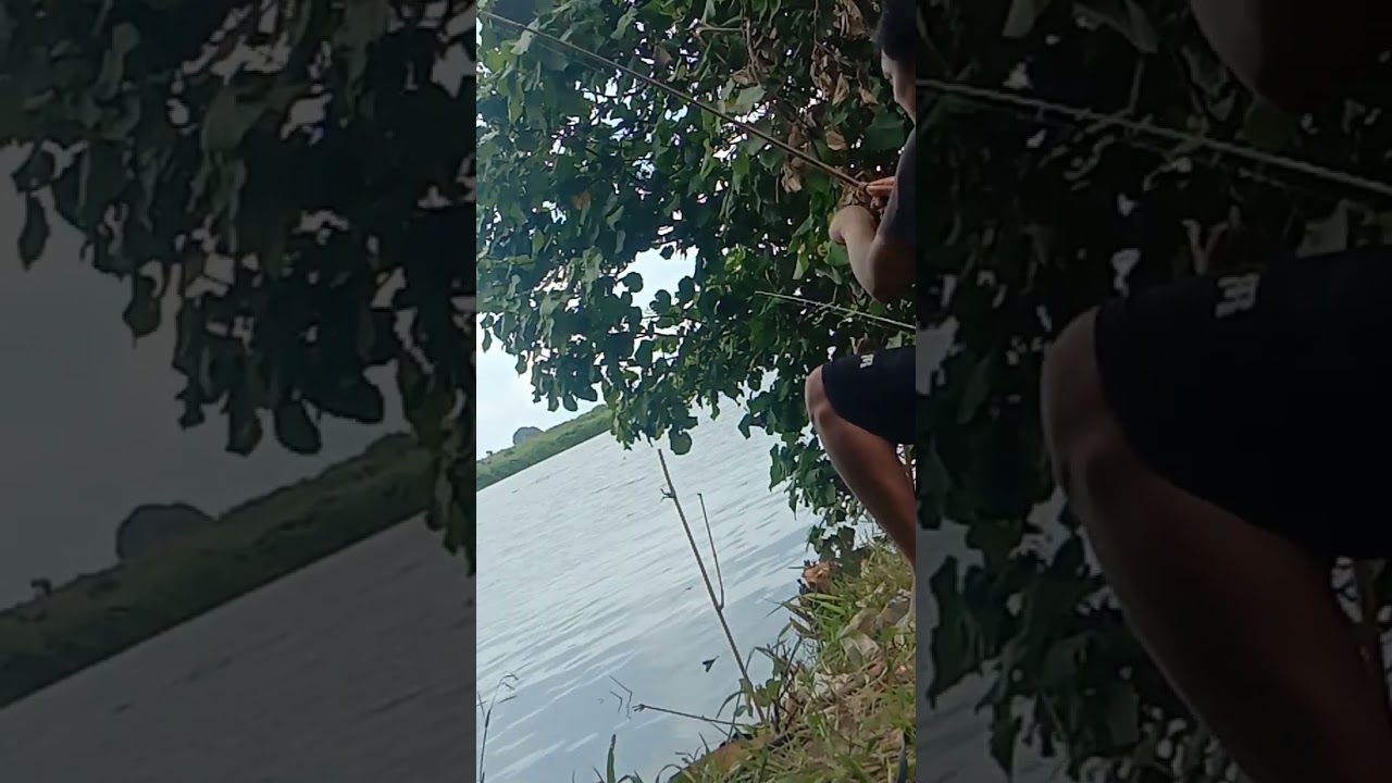 Mancing belanak jember