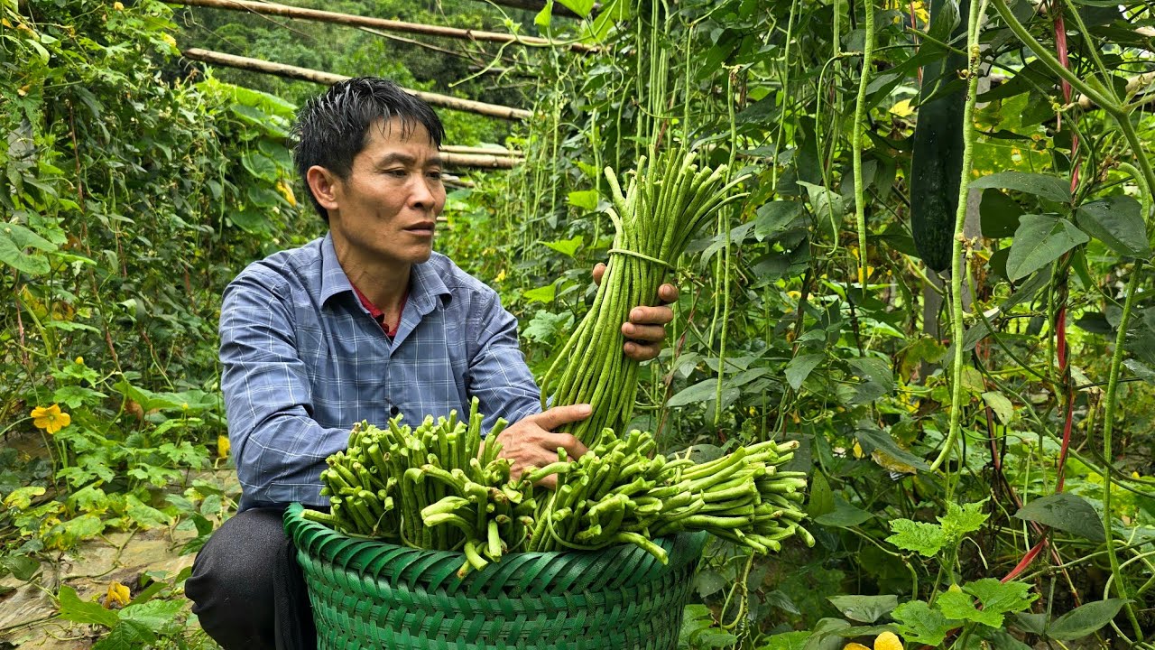 Harvest long green beans Goes To The Market Sell - Building a New Life | Solo Survival