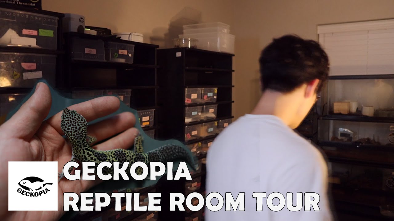 Gecko Fanatic's Reptile Room Tour [GECKOPIA]
