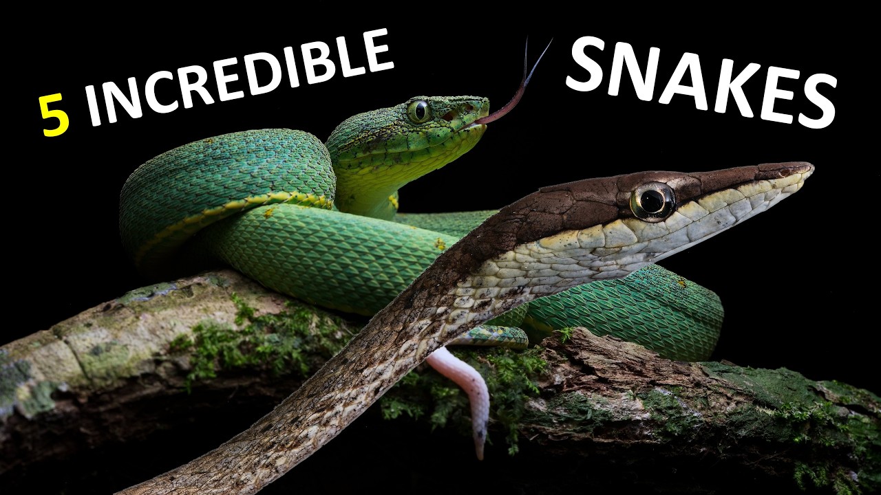 5 Snakes, 5 Worlds: Exploring Suriname’s Diverse Reptile Life
