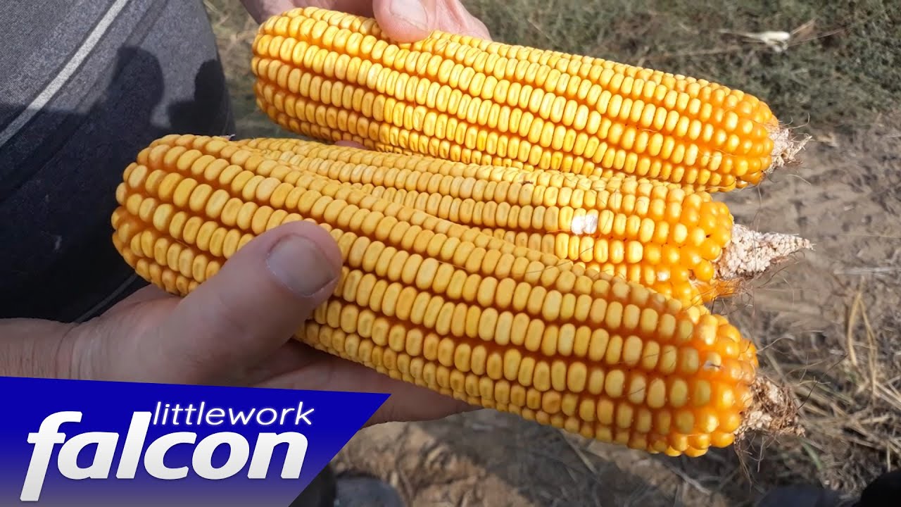 Zetva u zrnu DEKALB 5031