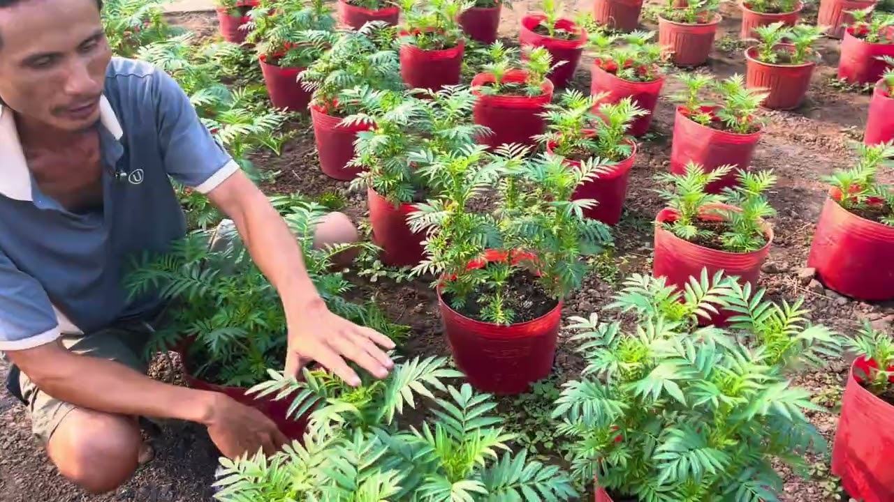 Hướng dẫn kỹ thuật trồng hoa Vạn Thọ: Trả lời câu hỏi về Hoa Vạn Thọ - Phần 1