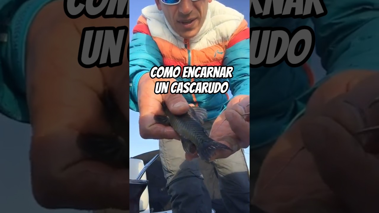 Cómo se encarna un cascarudo