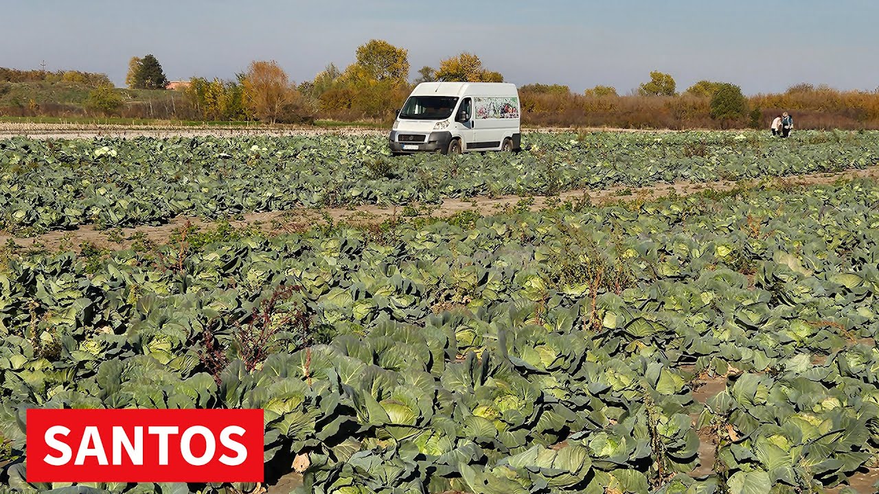 KUPUS SKUPLJI U ODNOSU NA PRETHODNE GODINE, PRINOSI PREPOLOVLJENI