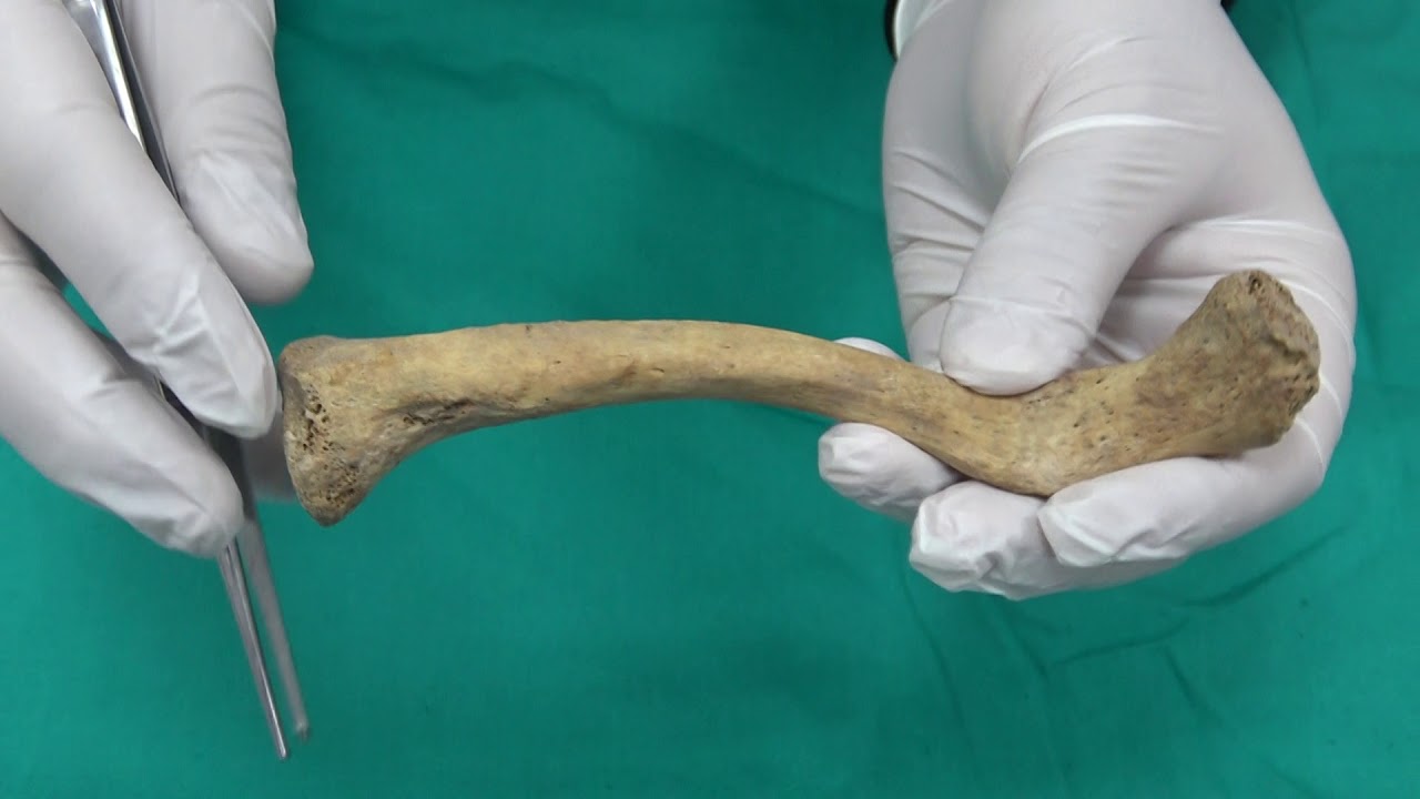 Anatomi Kemikler |Üst taraf Kavşak Kemikleri Os Clavicula Anatomisi (kemikler anatomi)