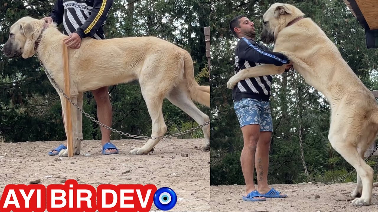 ÇOBAN KÖPEĞİ AYI 1 YAŞINA GİRDİ O BİR DEV SİZCE BOYU KAÇ?