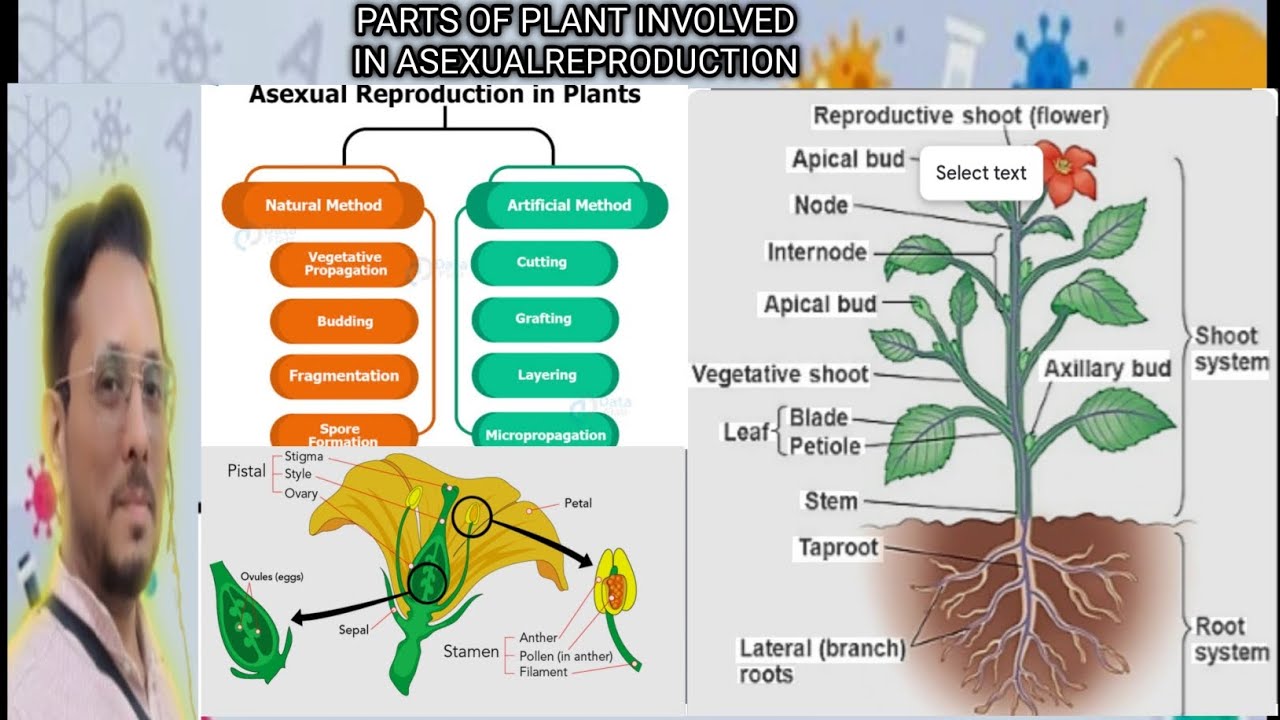 #Parts ofplants #asexual reproduction # vegetative organ # budding # spore
