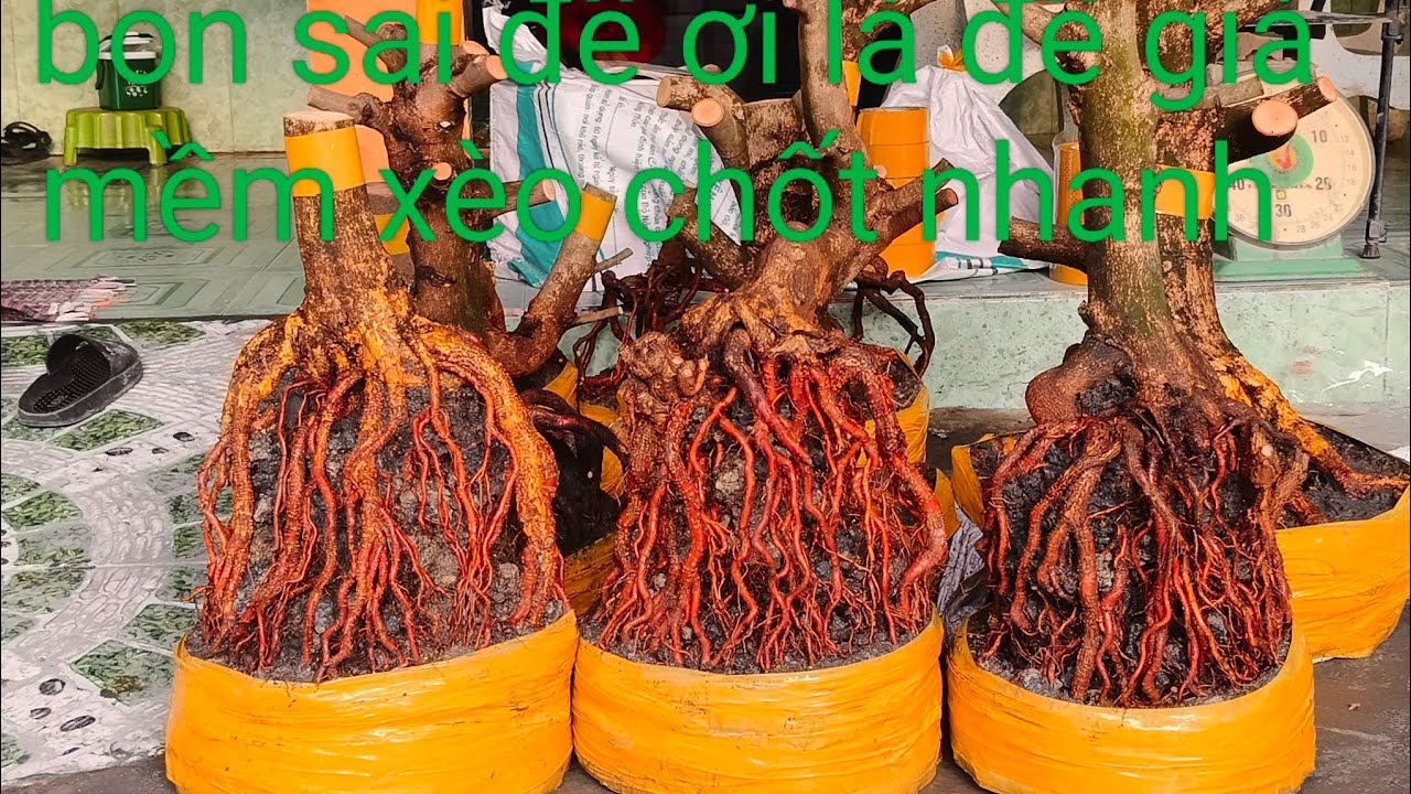Ngày 28/2 bon sai đế ơi là đế giá mềm xèo chốt 0332793171 hoàng tuấn
