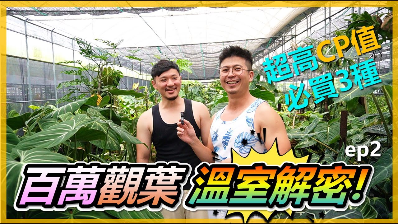 【觀葉植物EP2】百萬觀葉植物到底有沒有這個價值?又有哪些CP值超高的觀葉值得入手呢?＃伊恩愛種花＃monstera＃philodendron＃Anthurium。