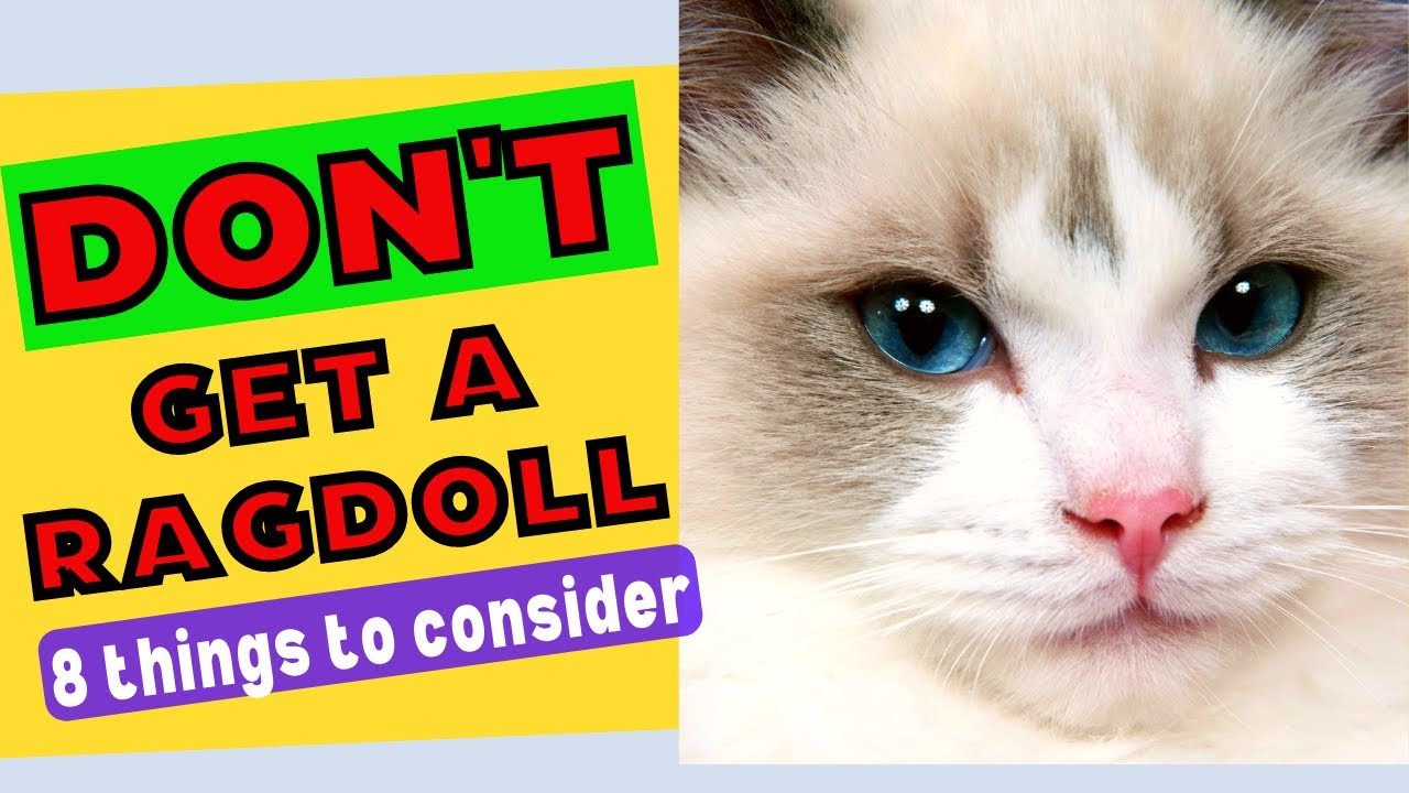 8 Important Things About Ragdoll Cats You MUST Consider Before Getting One!