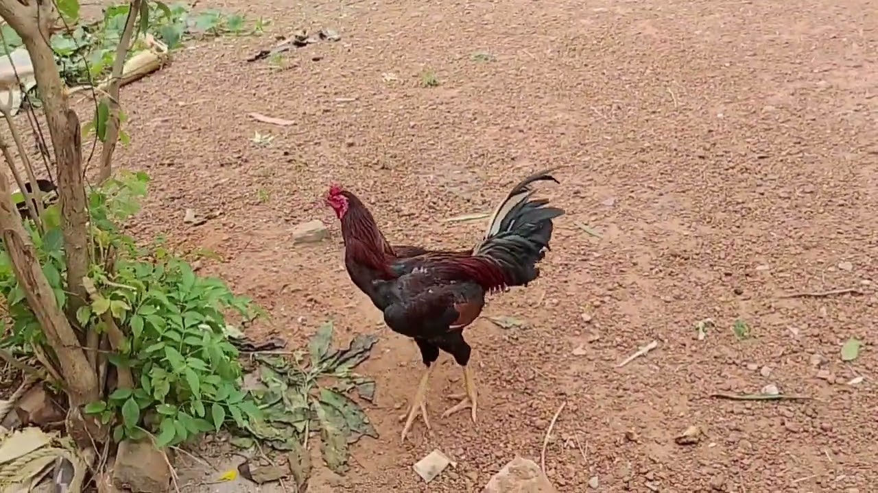புருசன் பொண்டாட்டி சண்டைகள் நடிகர்கள் ஆன் கோழி & பெண் கோழி & கோழி குஞ்சுகள்