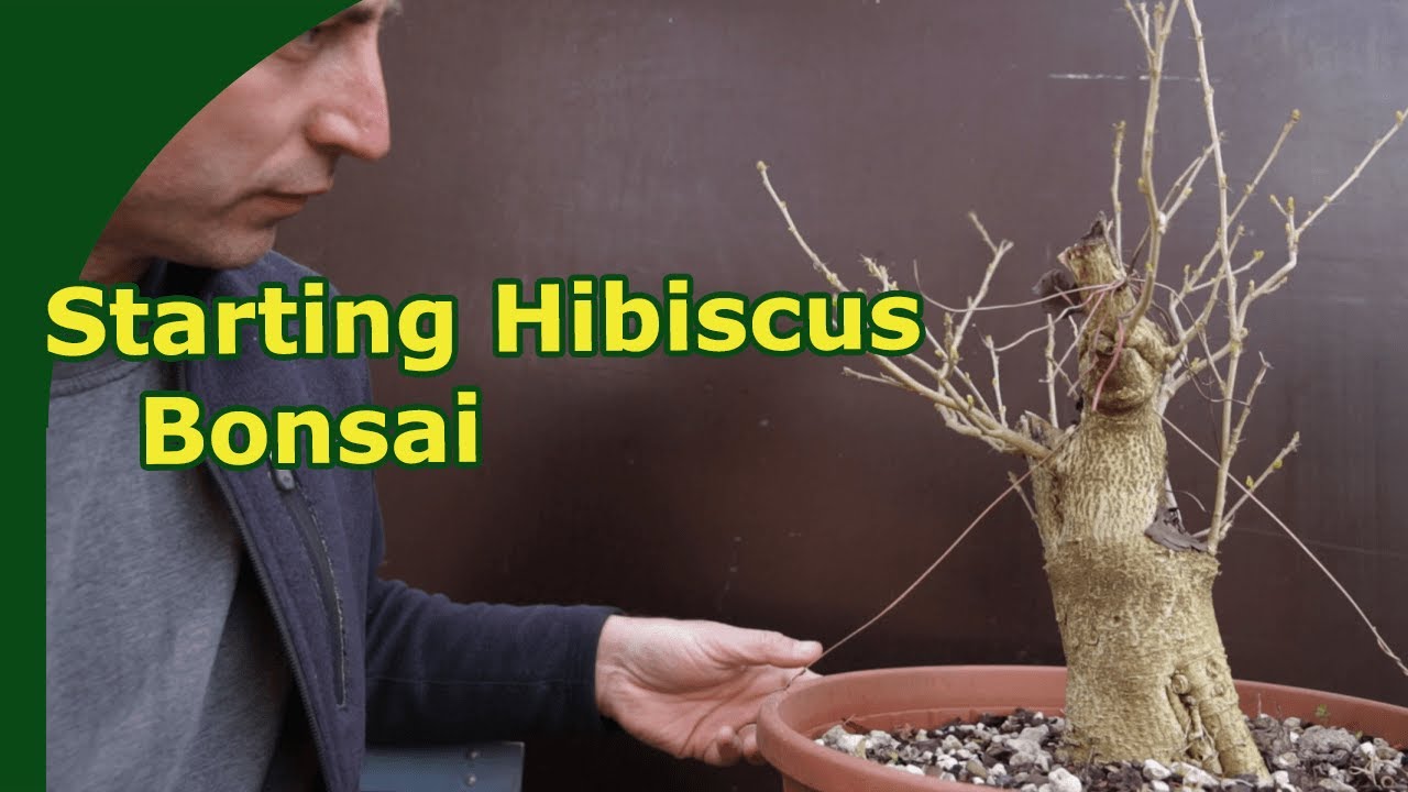 Starting an Hibiscus Bonsai