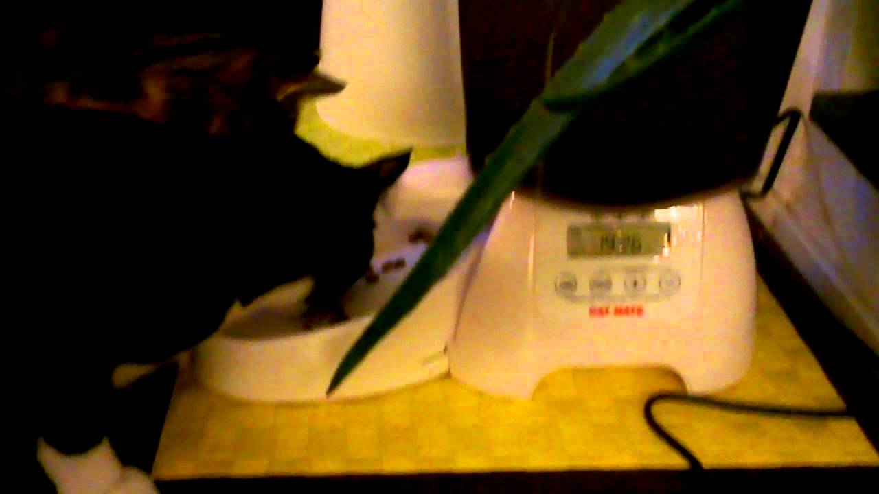 Cat Mate c3000 first time feeding