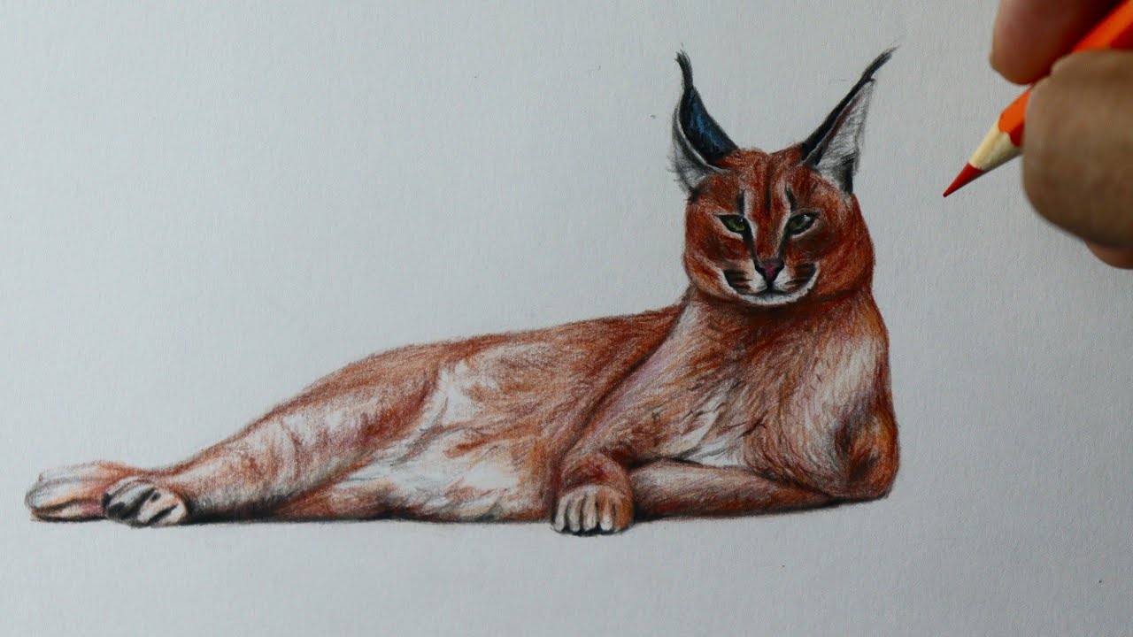 Como desenhar um Lince do deserto - Caracal