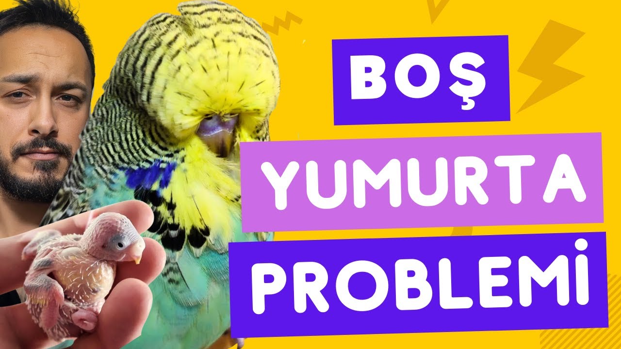 MUHABBET KUŞU ÜRETEN HERKESİN YAŞADIĞI ŞEY ! BOŞ YUMURTA #üretimhane