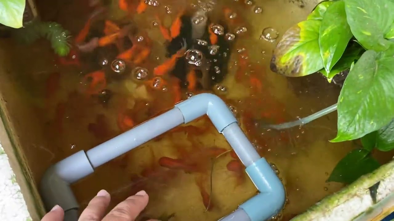 Em đã chờ được hệ vi sinh như ý giúp nước trong cá khoẻ
