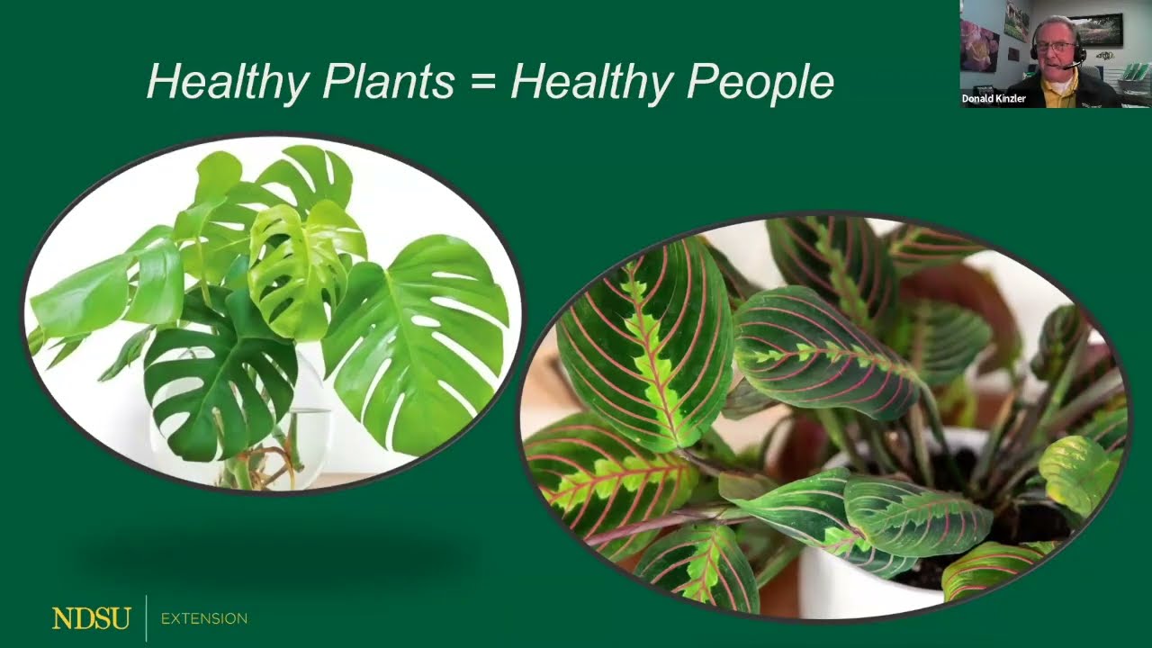 Repotting Houseplants and Transplanting Seeds - Everybody's Yard and Garden Guide Series