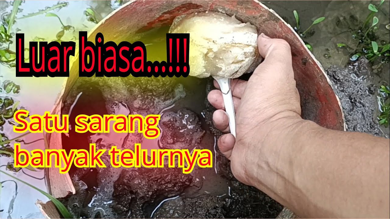 PROSES PANEN TELUR BELUT