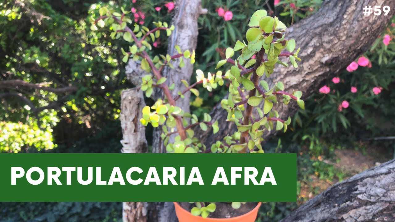 PORTULACARIA AFRA | Arbusto de Elefante 🐘 o Monedita