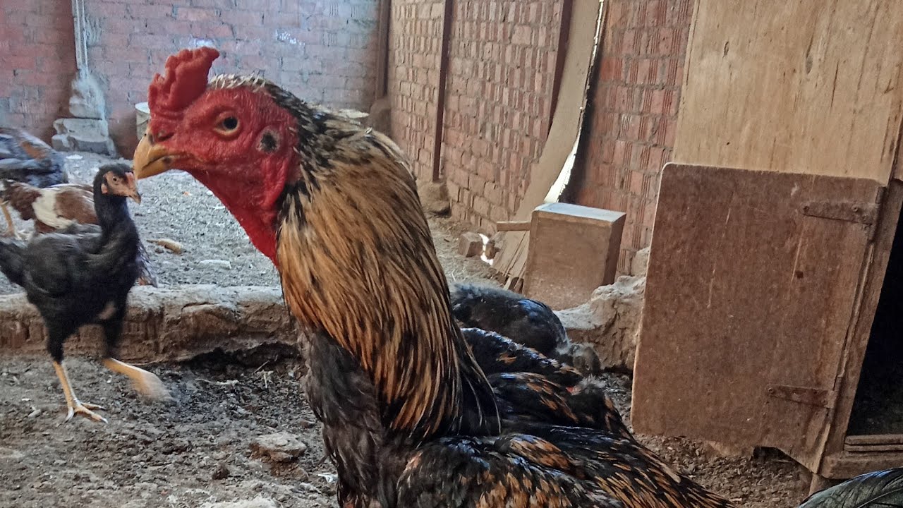 فراخ هندي لل ب هندي بيور
