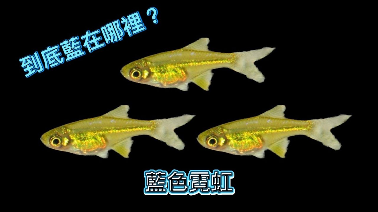 到底藍在哪裡？藍色霓虹(Microrasbora kubotai)