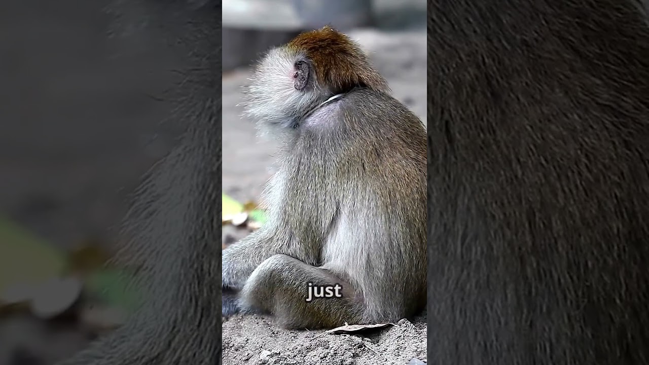 The Harlow Monkey Experiment revealed the power of love and attachment. #humanrelationships