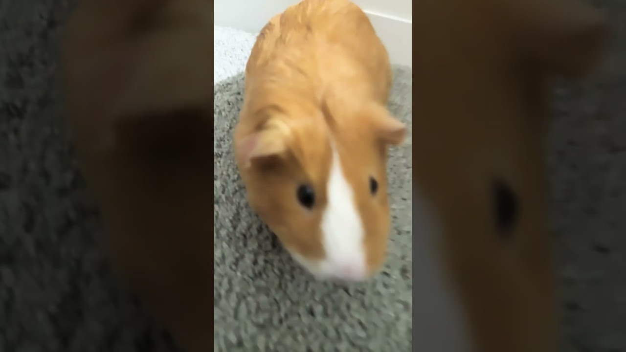 If you have any questions about my guinea pig and comment below this video😝