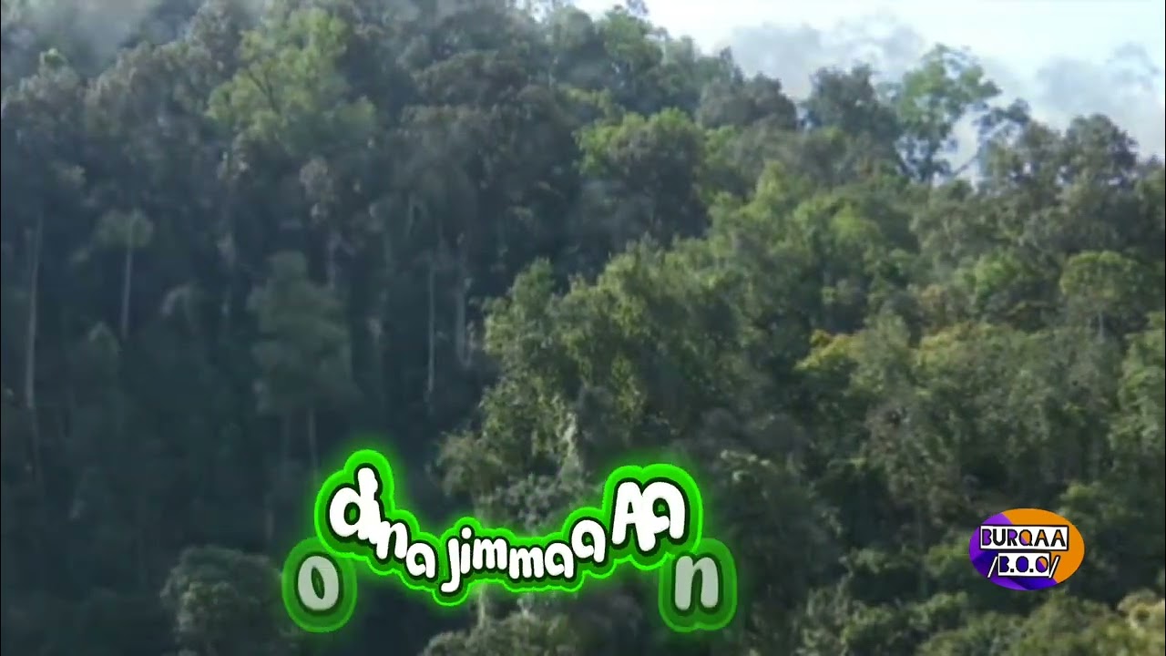 Bosona Aanaa Geeraa የጌራ ወረዳ ደን
