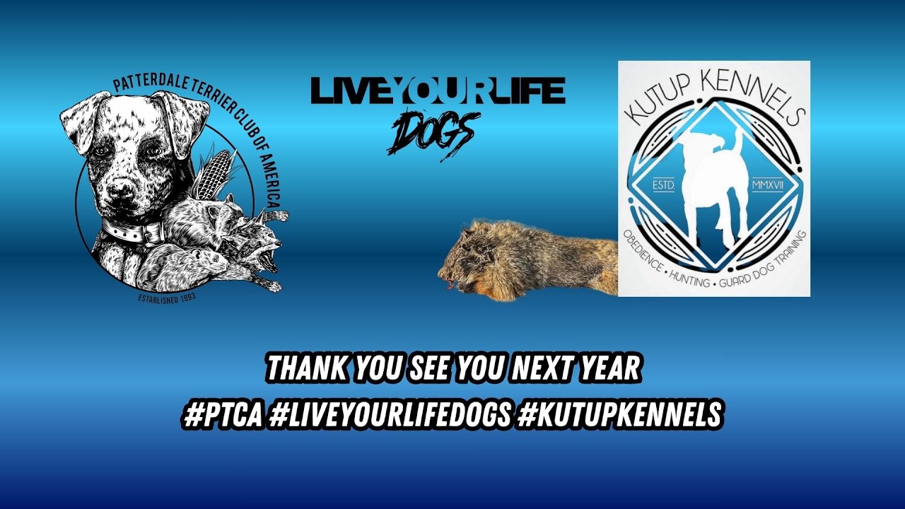 Patterdale Terrier Event BY Kutup Kennels & The PTCA Live Hunting Competition/Event video recap