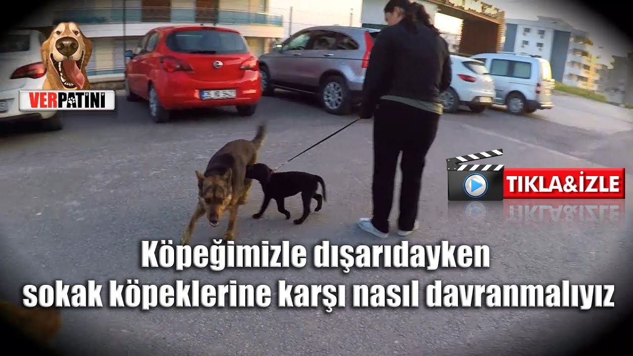 İzmir Köpek Eğitimi - % 100 Başarı Garantili