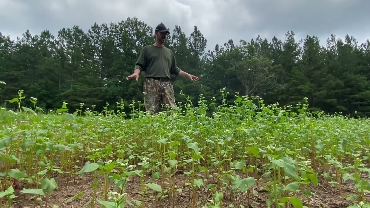 Buckwheat planting on new food plot