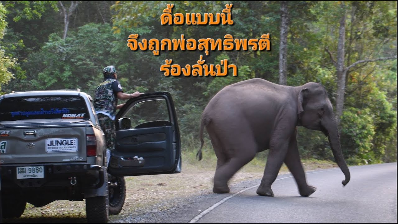 ดื้อแบบนี้ จึงถูกพ่อสุทธิพรตีจนร้องลั่นป่า (ตึงจริง ๆ เจเจ้)