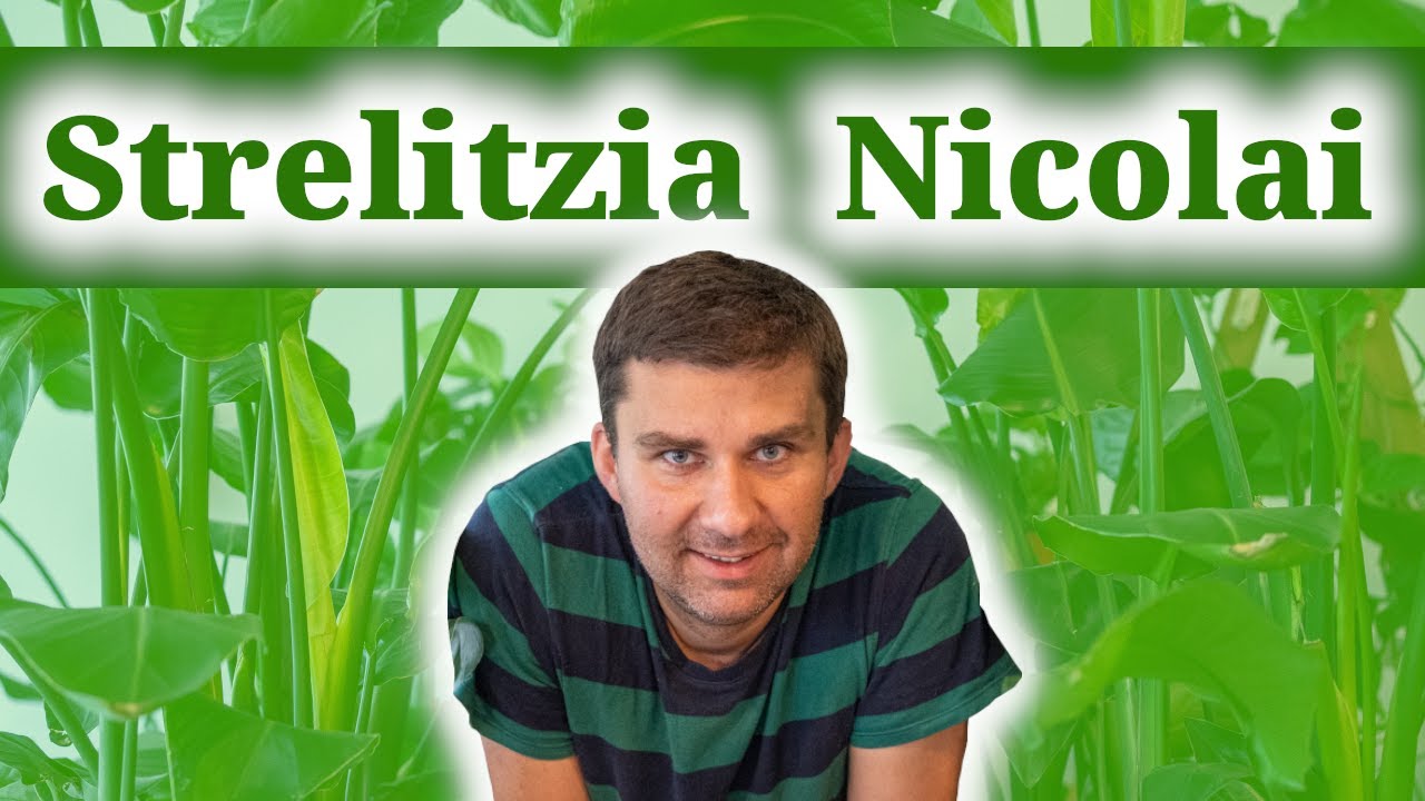 Strelitzia Nocolaia, jak o nią dbać. Ile kosztuje i jakie ma wymagania.