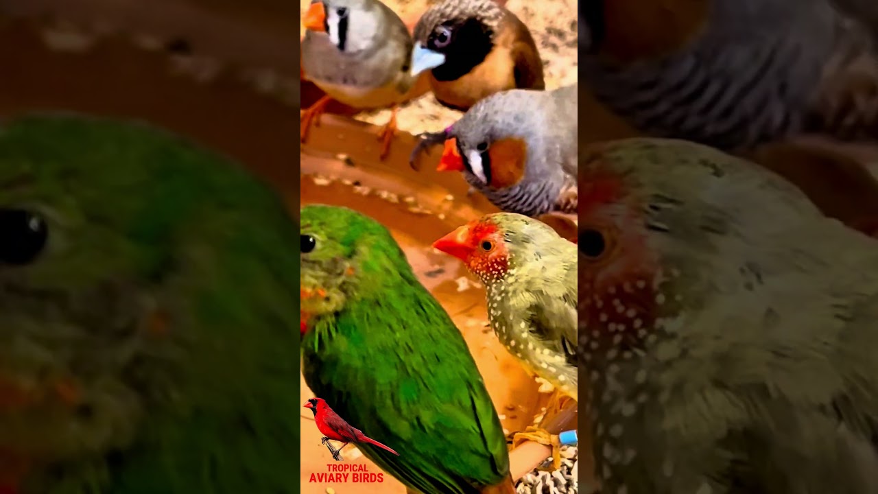 My indoor finch bird aviary 