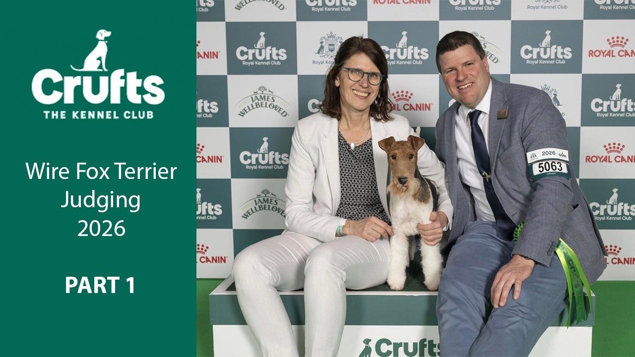 Crufts 2026 Wire Fox Terrier Judging - Part 1