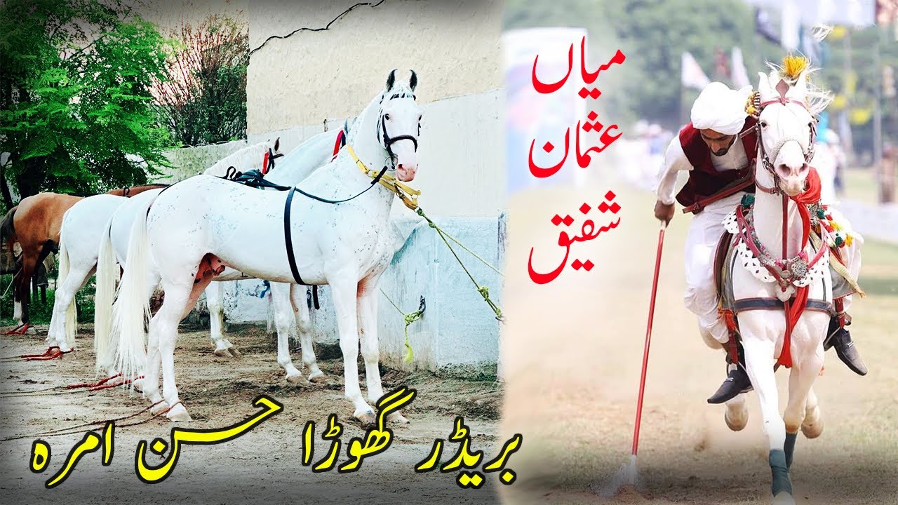 World famous breeder gora Husan e Amra / meetup with international rider Mian usman shafiq
