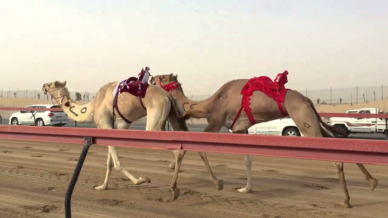 Dubai Camel Race Ride-along