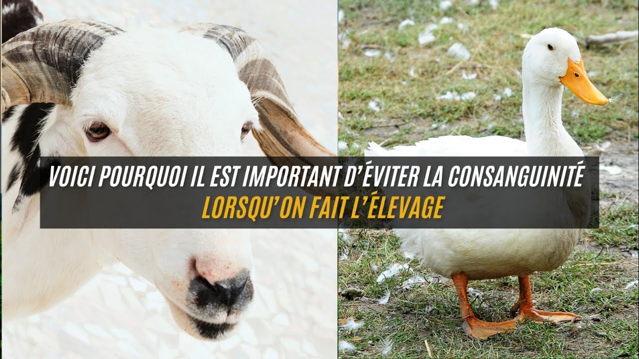 Voici un des problemes de l' élevage traditionnel : la consanguinité