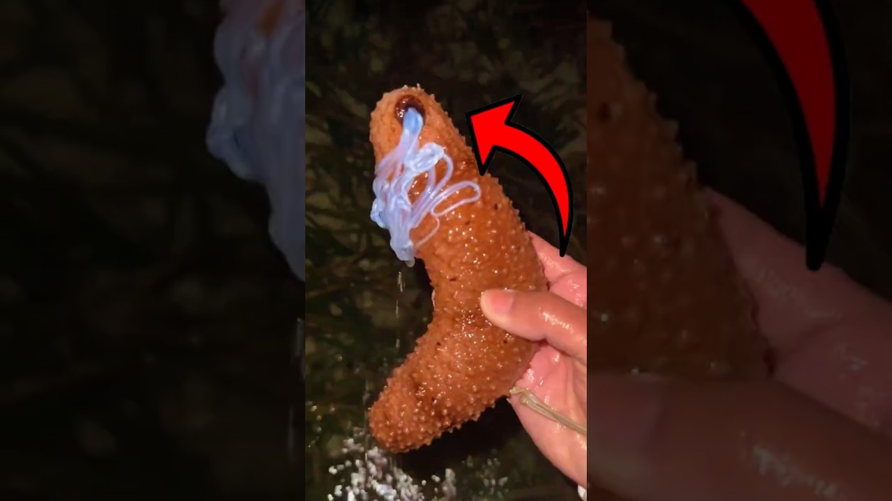Nunca toque nesta estranha criatura marinha! 😱⚠️🌊